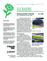 Growing lavender in Colorado