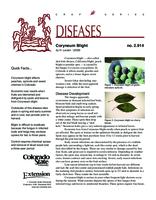 Coryneum blight