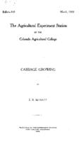 Cabbage growing