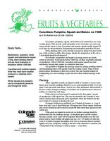 Cucumbers, pumpkins, squash, and melons