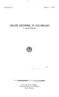 Grape growing in Colorado