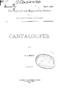 Cantaloupes