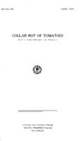 Collar rot of tomatoes