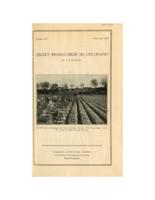 Celery production in Colorado