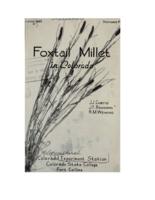 Foxtail millet in Colorado