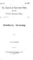 Dewberry growing