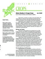 Blister beetles in forage crops