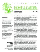 Carpenter ants
