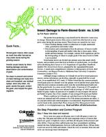 Insect damage to farm-stored grain