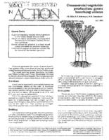 Commercial vegetable production. Green bunching onions