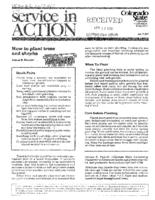 How to plant trees and shrubs