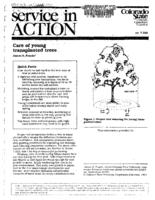 Care of young transplanted trees