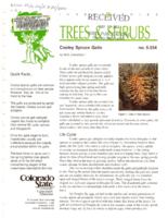 Cooley spruce galls